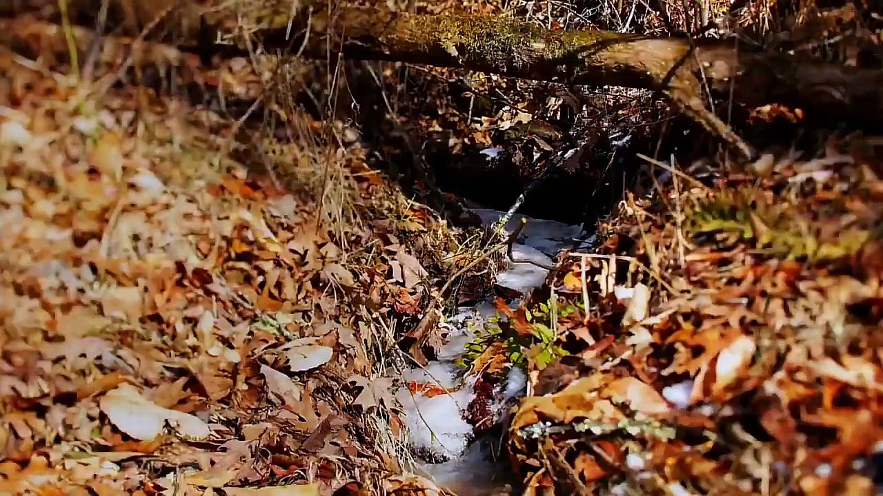 Live Free or Die - Se3 - Ep10 - Thorn HD Watch