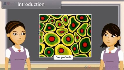 CLASS 9 BIOLOGY TISSUES