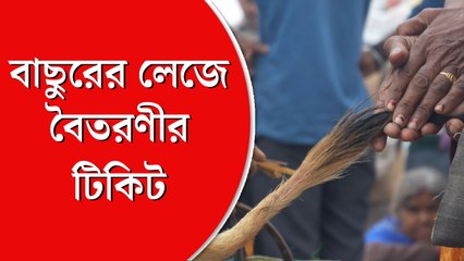 গোদানে ব্যস্ত গঙ্গাসাগরের পুণ্যার্থীরা