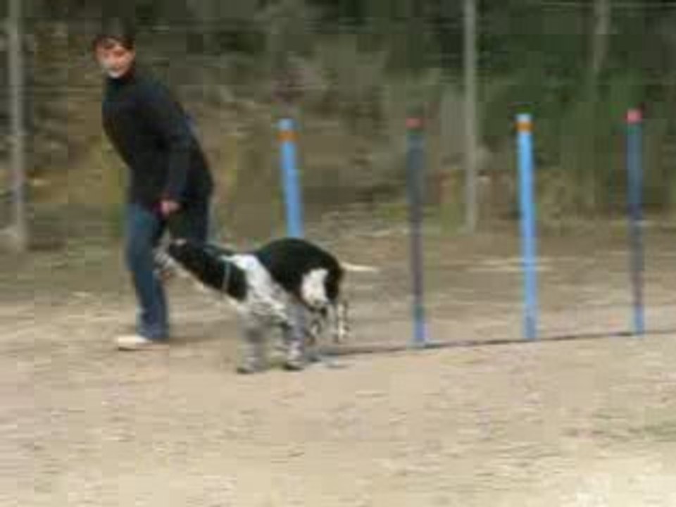 biscuit à l'agility
