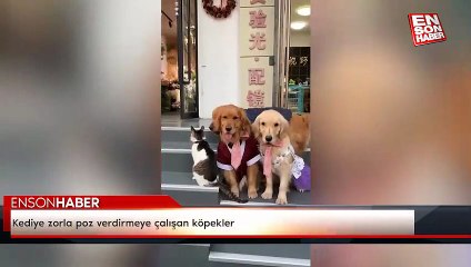Kediye zorla poz verdirmeye çalışan köpekler