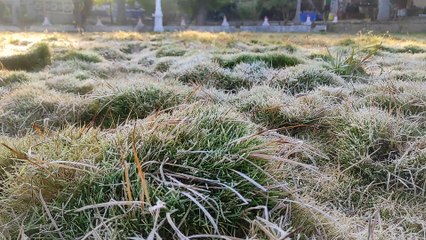 Video...शीतलहर चलने से दूसरे दिन भी बाग बगीचों में सुबह बर्फ की परत जमी