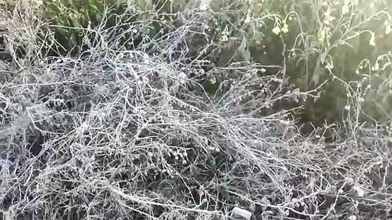 पारा पहुंचा '0' से नीचे, तापमान @ -1.4 डिग्री सेल्सियस...माइनस में पहुंचा तापमान, सर्दी के तेबर चढ़े परवान