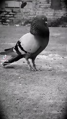 Kaly kabotar ka shoq karin