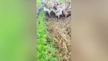 Pack of hounds appear to savage fox in illegal hunt