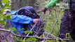 Ultimate Survival Alaska - Se2 - Ep08 HD Watch