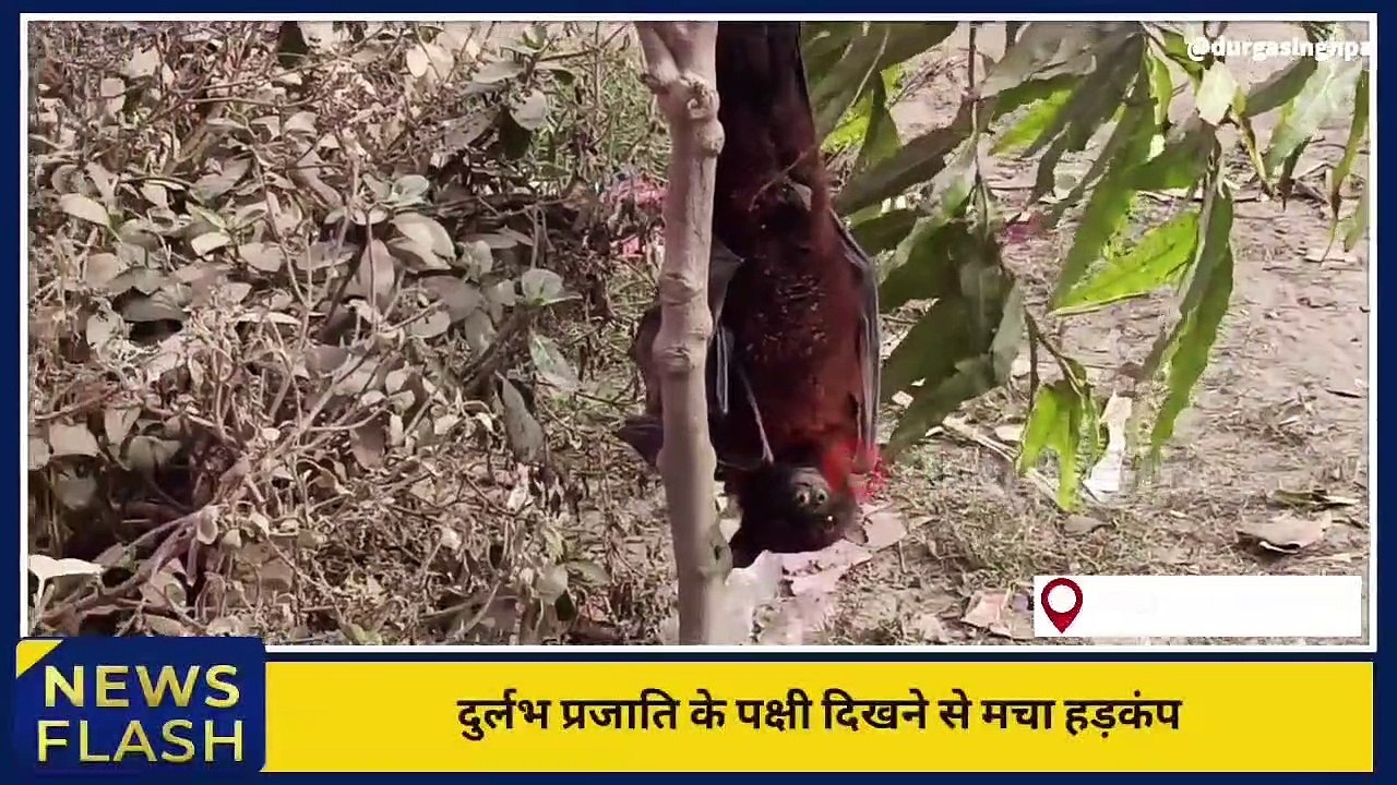 GONDA : gao mai dikha azeeb kisim ka pachchai.