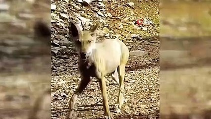 Görenleri ürperten anlar! Kurtlar sürü halinde fotokapana takıldı