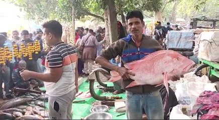 রুই থেকে শংকর, নানা মাছের সম্ভার ব্যান্ডেলের মাছের মেলায় |OneIndia Bengali