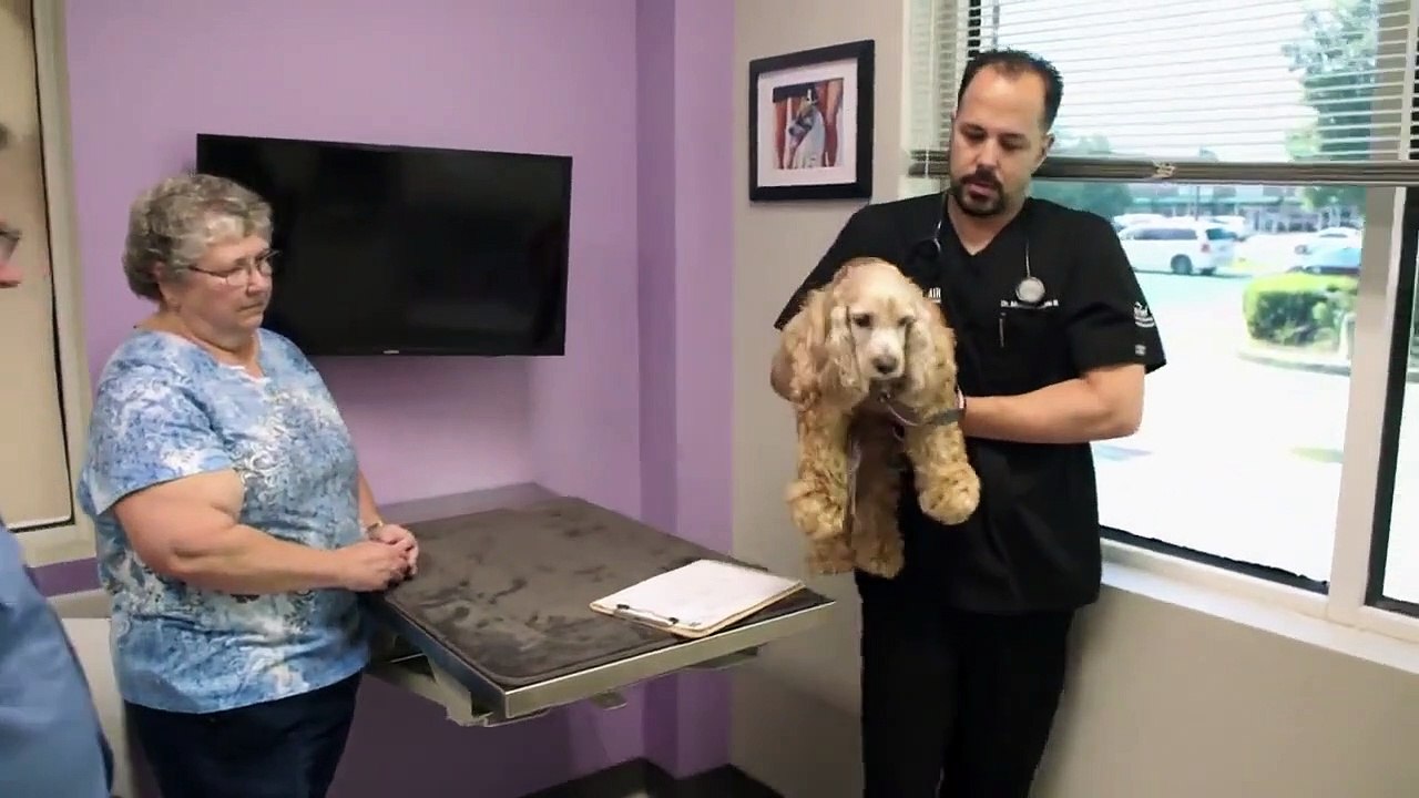 The Vet Life - Se5 - Ep08 - Llama Drama HD Watch