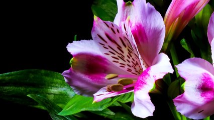 International Flower Day يوم الورد العالمي On 19 Jan