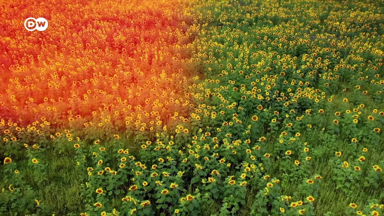 Bayer y las abejas | DW Documental