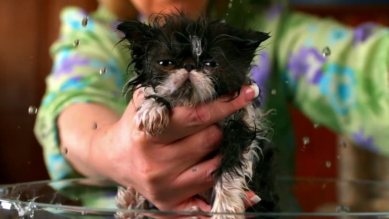 Too Cute! - Ep40 HD Watch