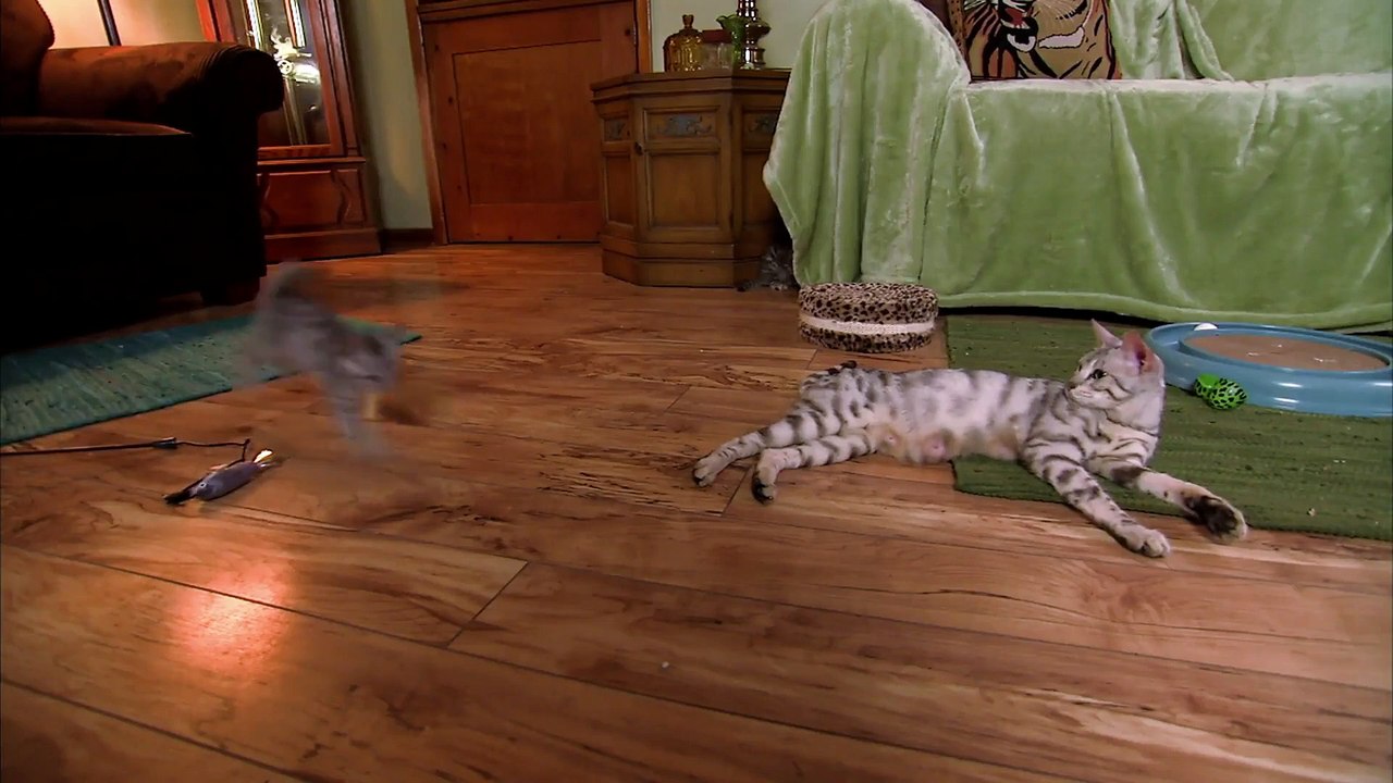 Too Cute! - Ep31 HD Watch