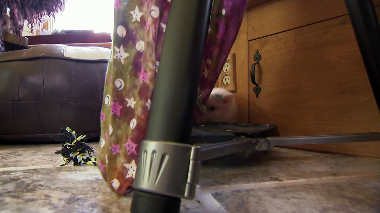 Too Cute! - Ep33 HD Watch