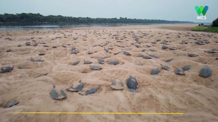 La rotura del cascarón de miles de crías de tortuga en la mayor concentración del planeta