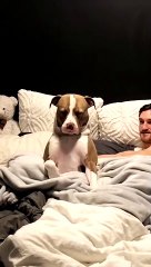 Remy The Sleepy Pitbull