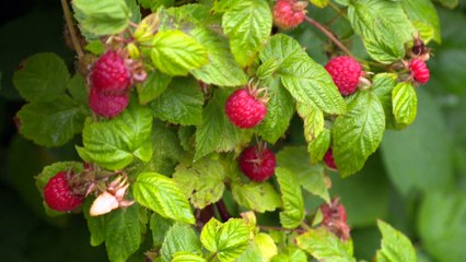 La MRC des Basques veut plus de petits fruits sur son territoire