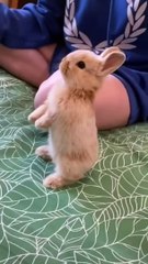 Favorite Friends _ FURRY RODENTS #2023 https://youtube.com/shorts/dwLbKCw6Vto