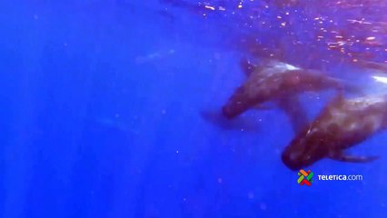 ext-avistamiento-cetaceo-160123