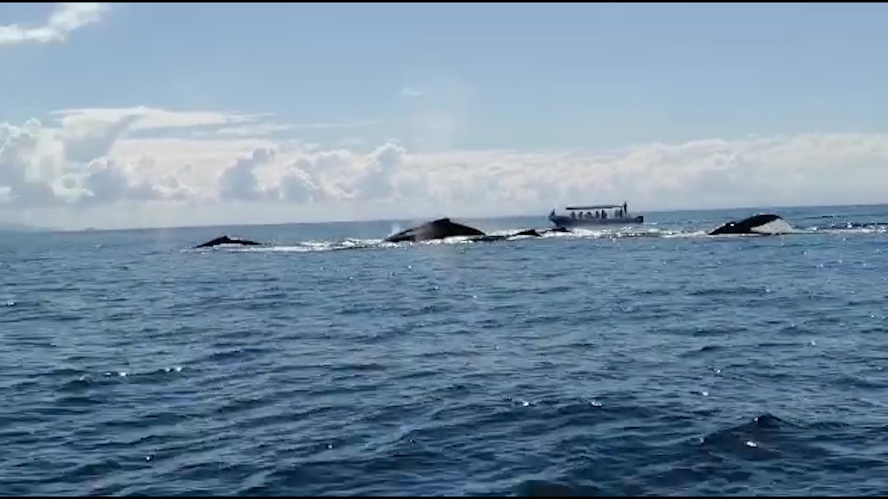ext-cetaceo-160123