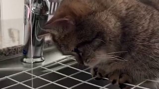 Funny animal videos  Funny cats  dogs  Funny animals shorts_
