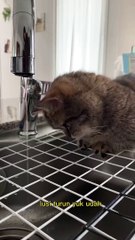 Funny animal videos  Funny cats  dogs  Funny animals shorts_