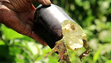 GIANT AFRICAN SNAIL SANITATION INITIATIVE