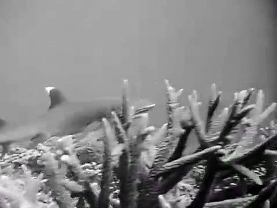 Sea Hunt - Se2 - Ep33 HD Watch