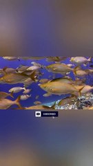 Beautiful Nature Little Fish 