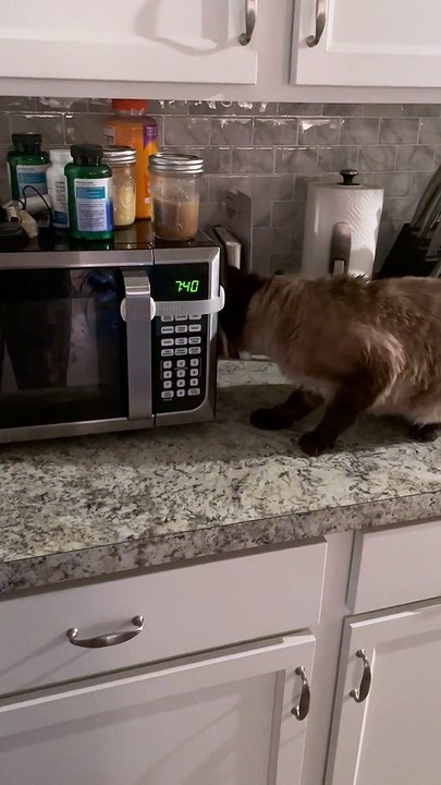 Cat Is Not Happy With Child Lock