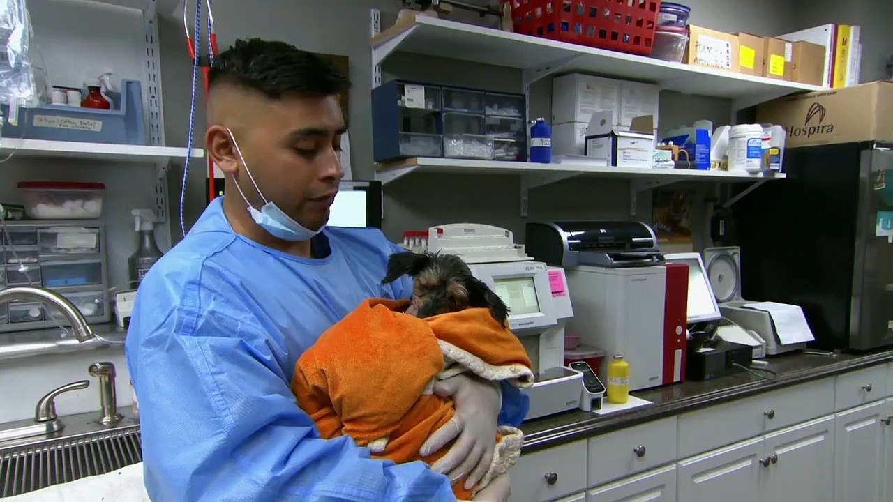 Dr. Jeff - Rocky Mountain Vet - Se7 - Ep07 - Bison Wranglers HD Watch