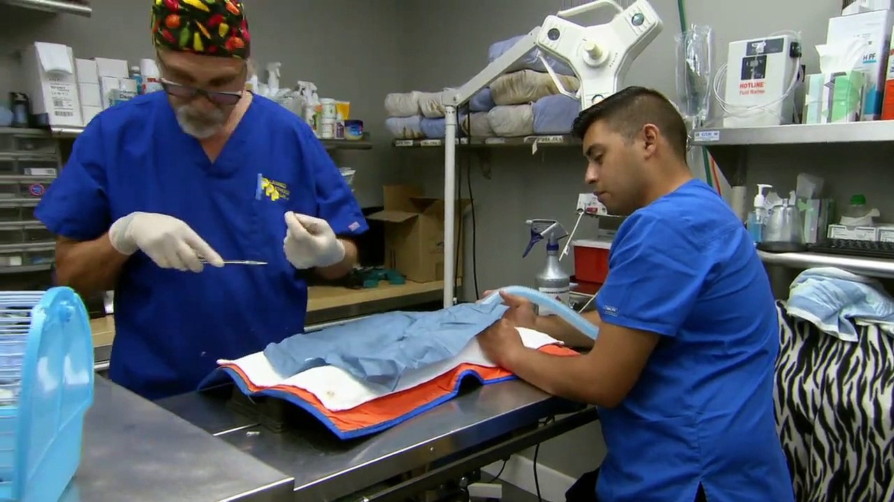 Dr. Jeff - Rocky Mountain Vet - Se7 - Ep11 - The Littlest Rescuer HD Watch