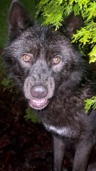 Soulu The Wolf Doesn't Want To Be Disturbed