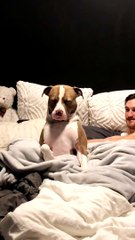 Remy The Sleepy Pitbull