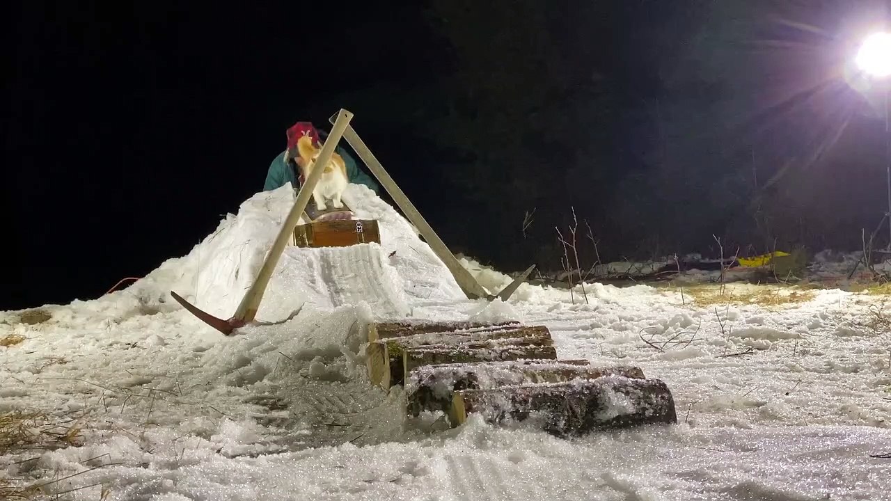 Taddy The Snowboarding Cat