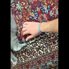 Funniest Animals  - Best Of The 2022 Funny Animal Videos  - Cutest Animals Ever