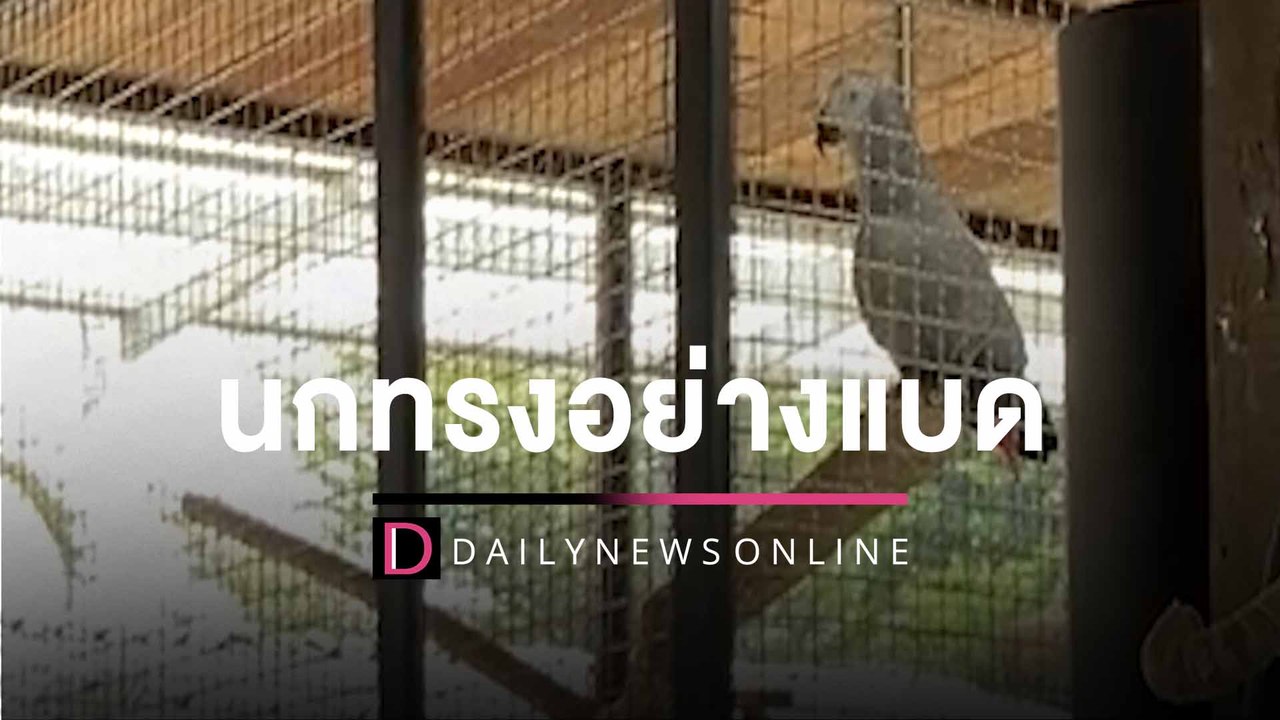 ‘ทรงอย่างแบด’ฮิตเข้าทุกวงการ! ติดหูยันนกแก้ว เจ้าของลั่นร้องวนทั้งวัน| HOTSHOT เดลินิวส์ 17/01/66