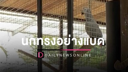 ‘ทรงอย่างแบด’ฮิตเข้าทุกวงการ! ติดหูยันนกแก้ว เจ้าของลั่นร้องวนทั้งวัน| HOTSHOT เดลินิวส์ 17/01/66