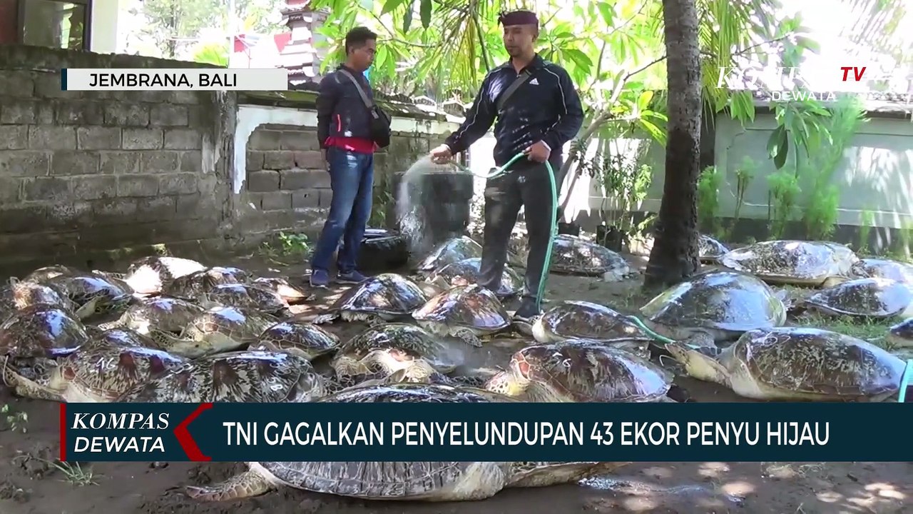 TNI AL Gagalkan Penyelundupan Penyu