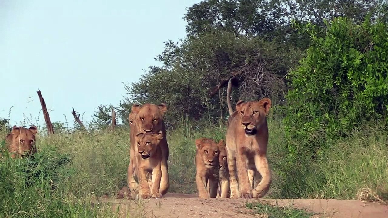 23 lions on the move.