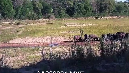 Eyrefield lioness kills buffalo at MalaMala