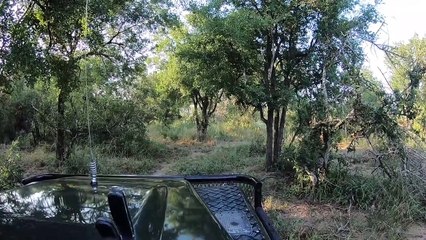 HYENA STEALS from WILD DOGS. LIONS in BIG pride MATE.