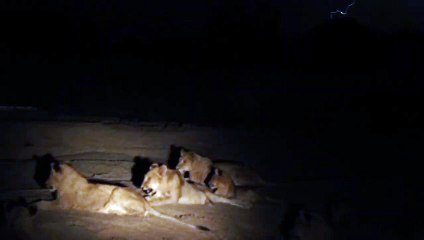 Lions and Lightning by ranger Dan Bailey.