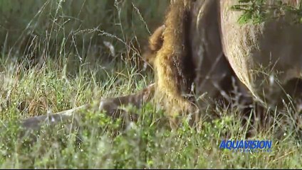 MalaMala - Big Cat Intro 4