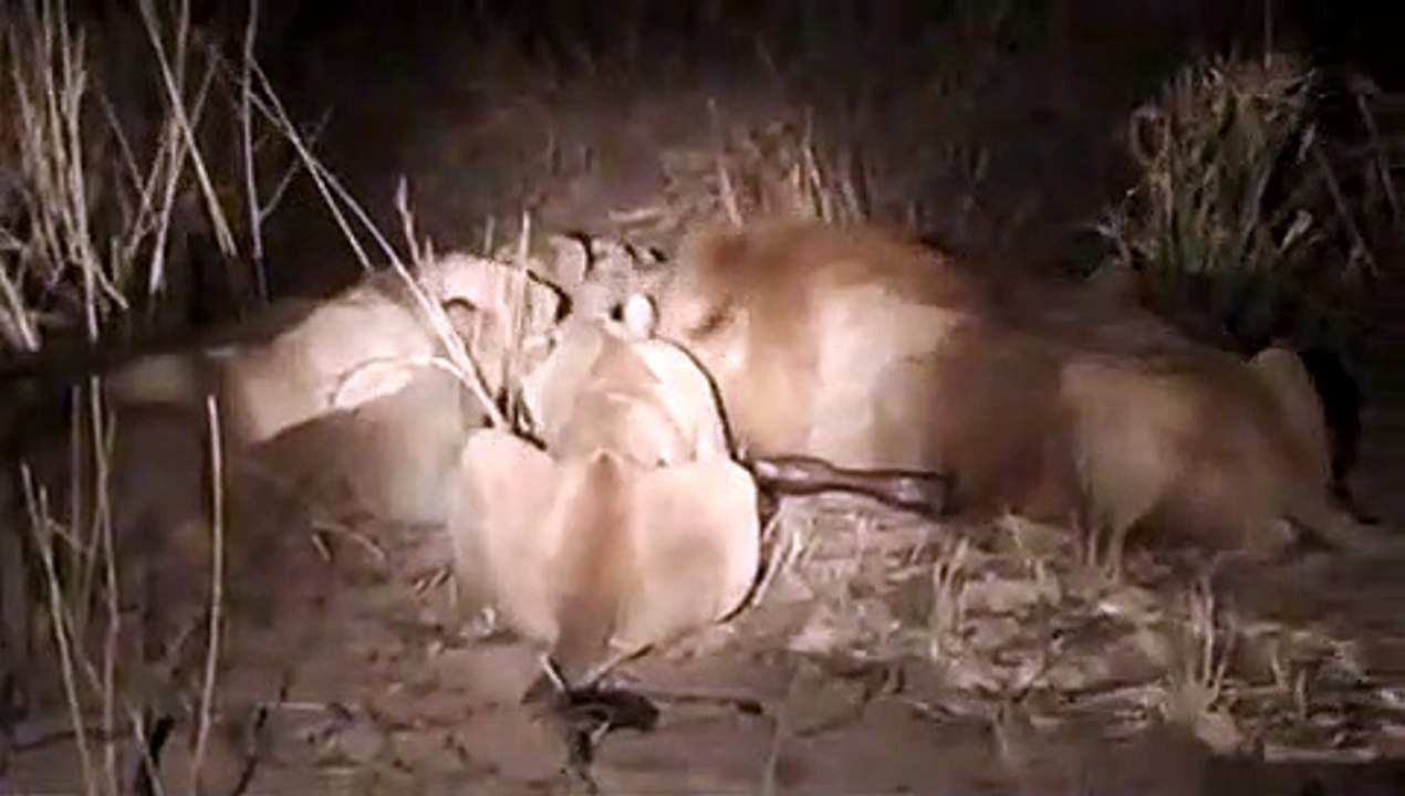 MalaMala - Buffalo calf kill2