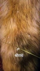 ----श्री राधे राधे ..__ ._._ follow for more --_mahakal_explor_reel _._._._._ _reels _reelsvideo _reelkarofeelkaro _radhekrishna _radheshyam _radheradhe _radhe _krishnalove _krishna _kristenstewart _vishnu _avatar (vid