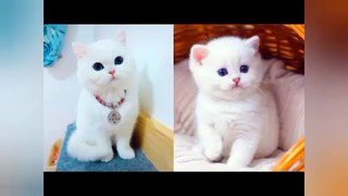 Baby Cat ❤ Cute and Funny Cat Videos Compilation #1
