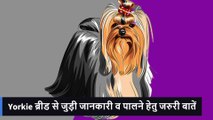 Yorkshire terrier video | Yorkshire terrier breed information and price - DOGKIDUNIYA
