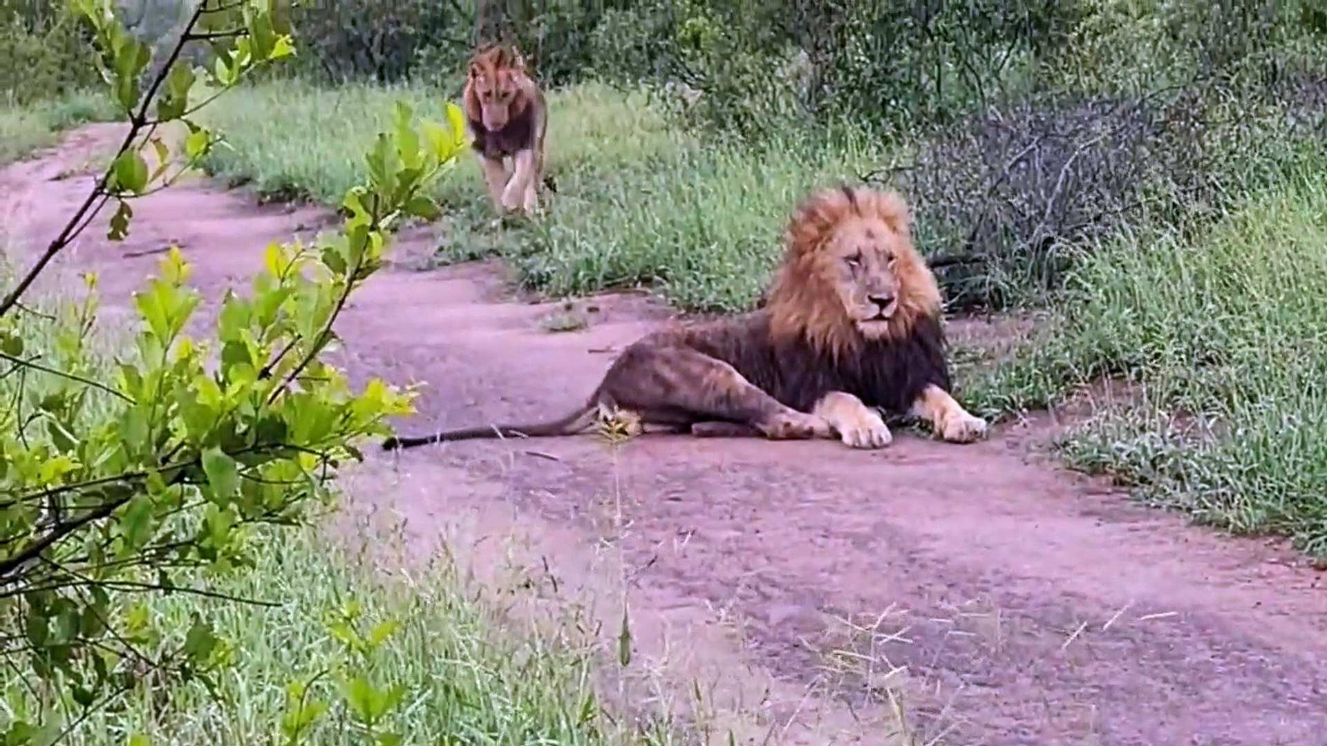 ⁣‘New’ Male LIONS, WILD DOGS with GIRAFFES, LEOPARDS with CUBS and more!